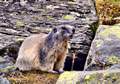 423 Arinsal - Pla del Estany Picture 21