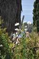 DSC_0520 Picture 3