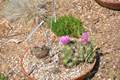 DSC_0522 Picture 5