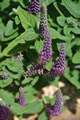 DSC_0527 Picture 10