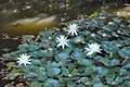 DSC_0532 Picture 15
