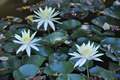 DSC_0533 Picture 16