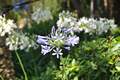 DSC_0538 Picture 21