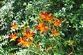DSC_0542 Picture 25