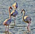 147 Addaia i la albufera Picture 48
