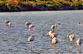148 Addaia i la albufera Picture 49