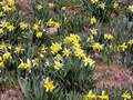 2491 flors a Espingo Picture 26