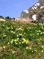 2492 flors i ref de Espingo Picture 27